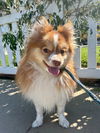 adoptable Dog in  named Funfetti