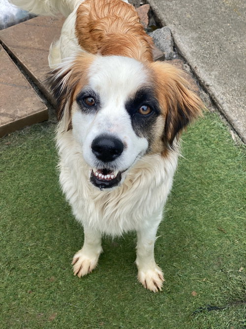 KUKURA - Australian Shepherd available for adoption