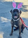 adoptable Dog in  named Liam Hemsworthy