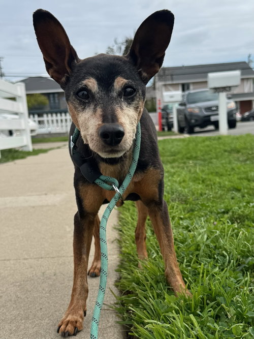 BURT - Miniature Pinscher available for adoption