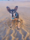 Burt - Photo 4