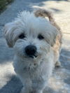adoptable Dog in  named Harold