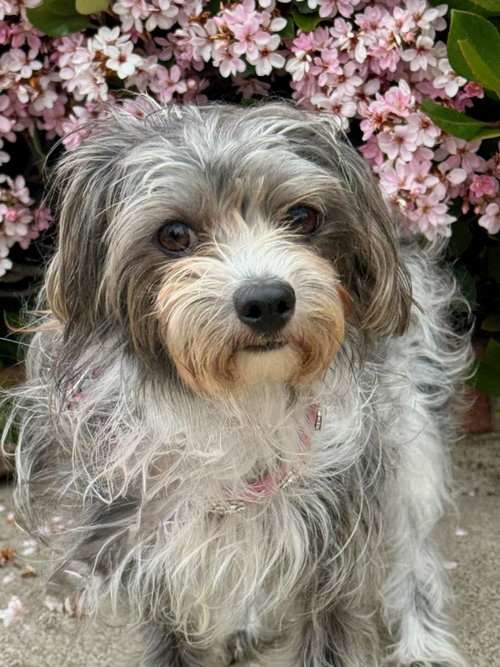 POSEY - Maltese available for adoption
