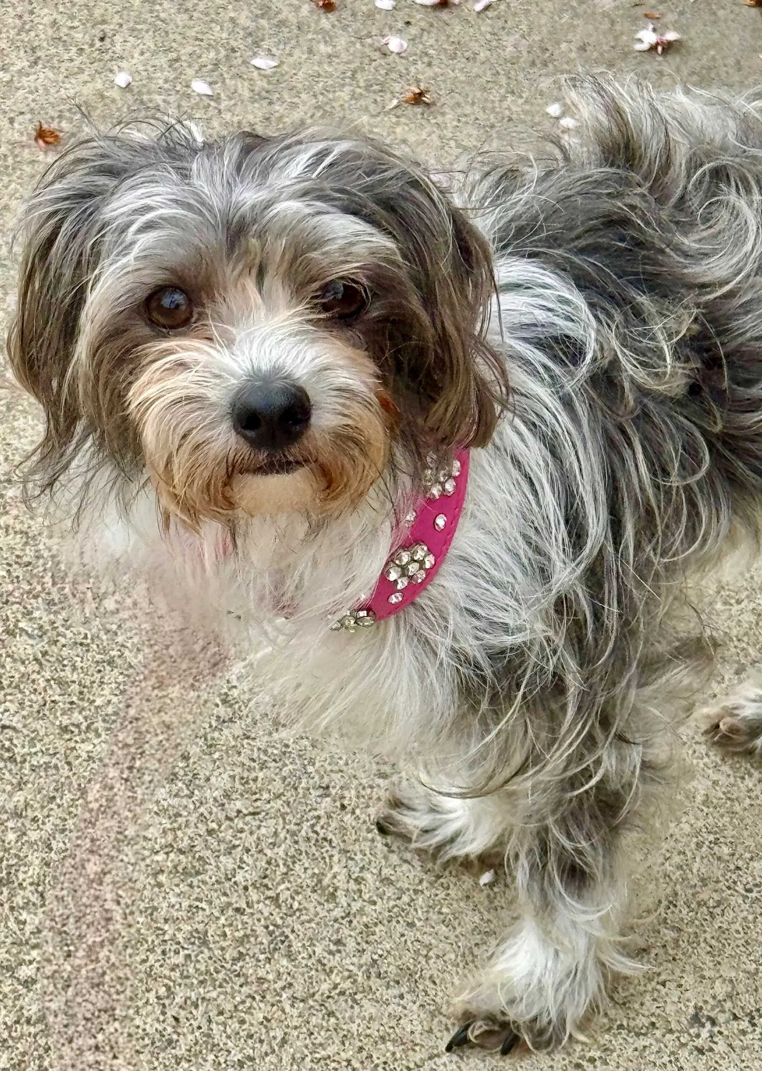 Posey - Maltese