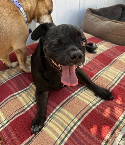 OREO - Pug available for adoption