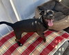 Oreo - Photo 4