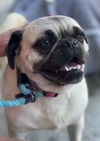 adoptable Dog in newport beach, CA named Big Martha