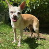 adoptable Dog in newport beach, CA named Bartok