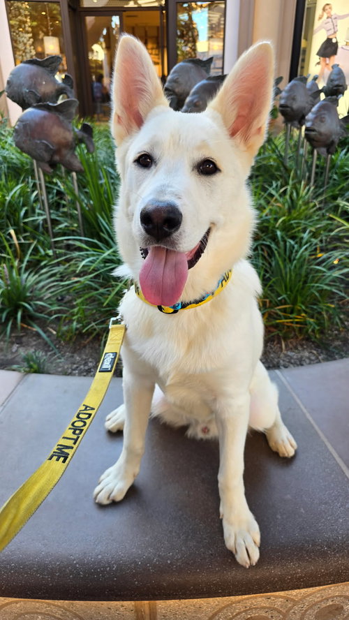RIGGS - White German Shepherd / Shepherd available for adoption