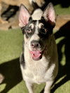 Bernie - Photo 1