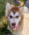 adoptable Dog in  named Hoppy- 3paws up