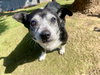 PeeWee - Photo 2