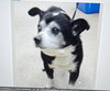 PeeWee - Photo 3