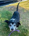 PeeWee - Photo 4