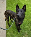 adoptable Dog in Newport Beach, CA named Ripley
