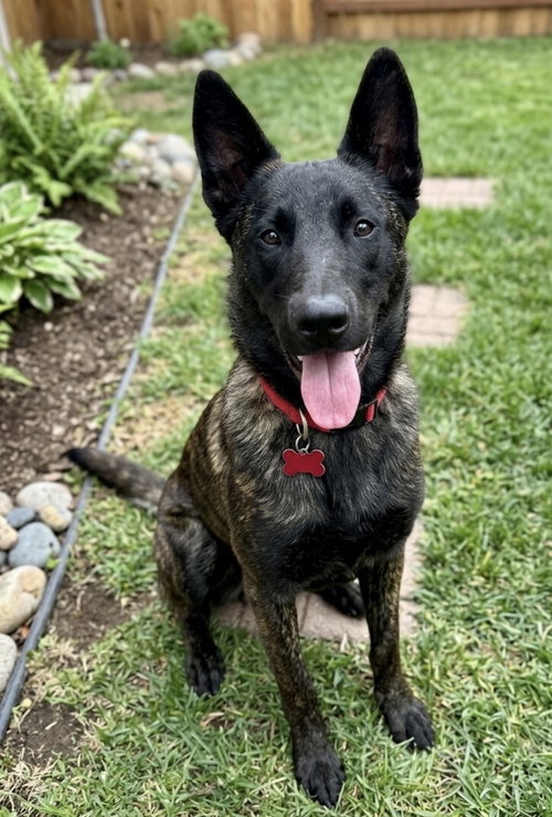 Ripley, an adoptable Dutch Shepherd in Newport Beach, CA