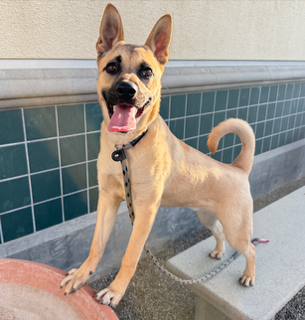 SADIE - German Shepherd Dog available for adoption