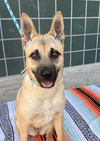 Sadie - Photo 3