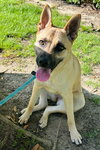 Sadie - Photo 4