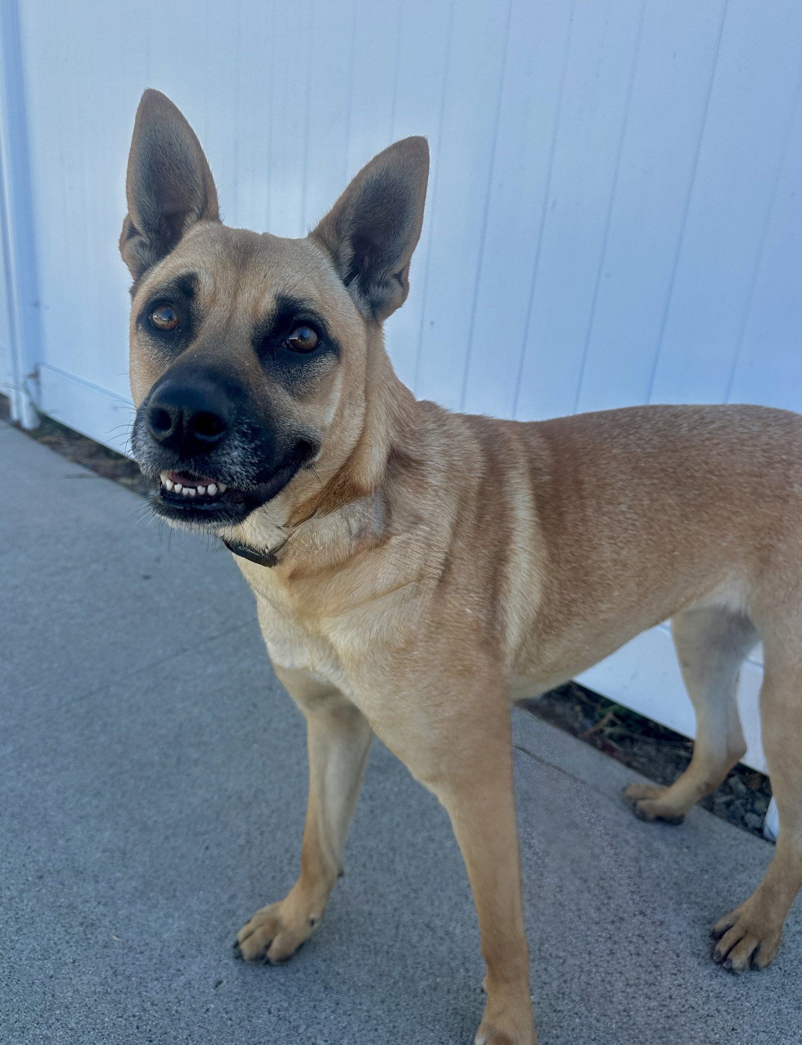 German Shepherd