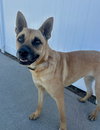 Sadie - Photo 1