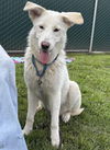 adoptable Dog in Newport Beach, CA named Lupo