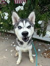 adoptable Dog in  named Baja