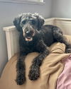 adoptable Dog in Newport Beach, CA named Lucy