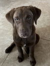 adoptable Dog in  named Charlie