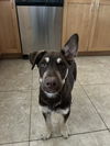 adoptable Dog in newport beach, CA named Bentley