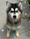 adoptable Dog in Newport Beach, CA named Tazi