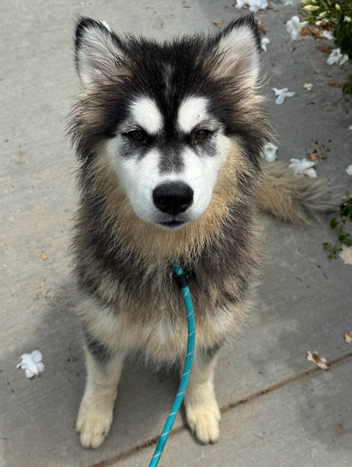 TAZI - Husky available for adoption