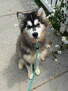 Tazi - Photo 2