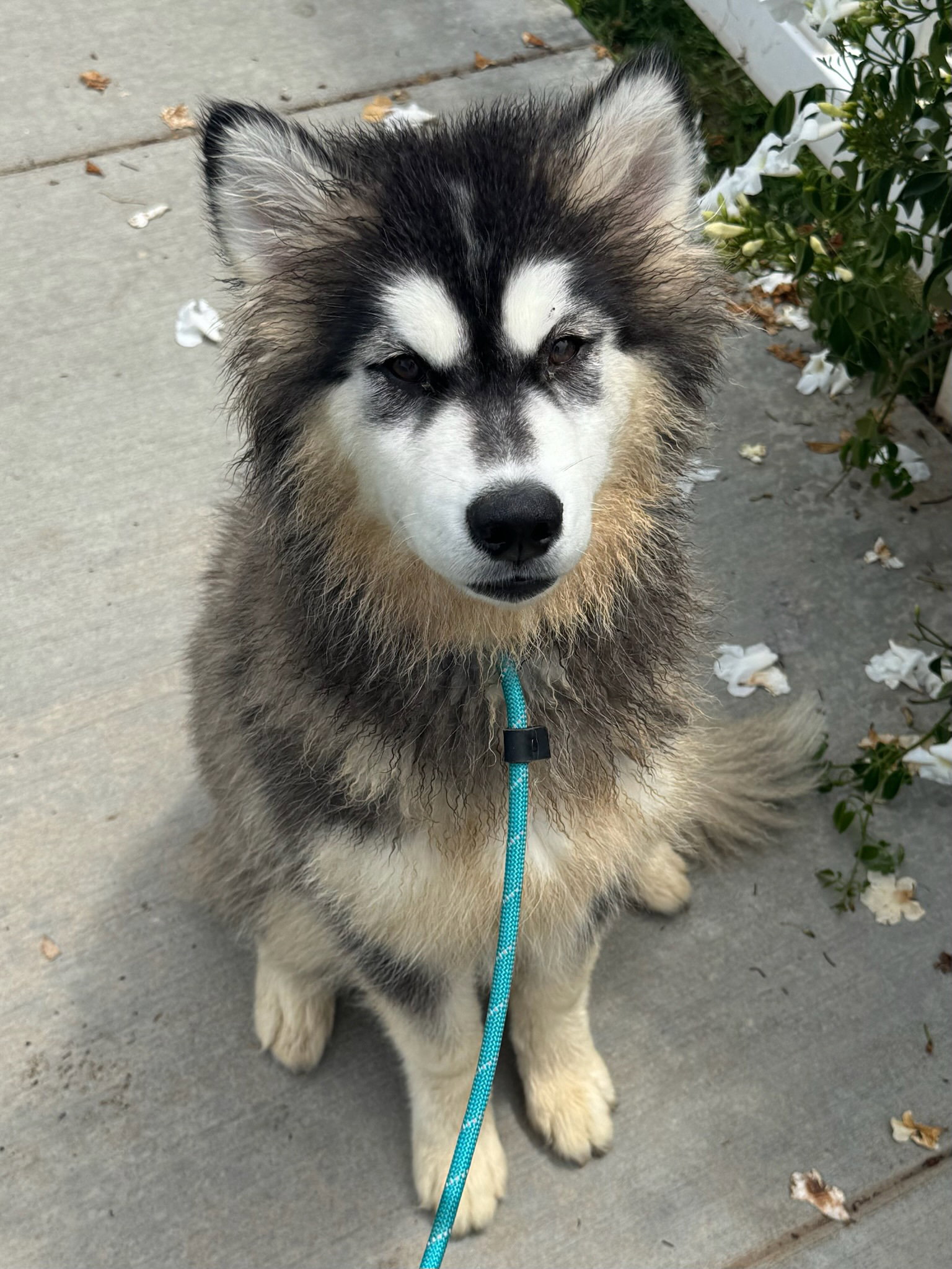 Tazi