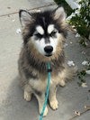 Tazi - Photo 3