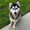 Tazi - Photo 4