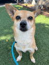 adoptable Dog in newport beach, CA named Billy Bob