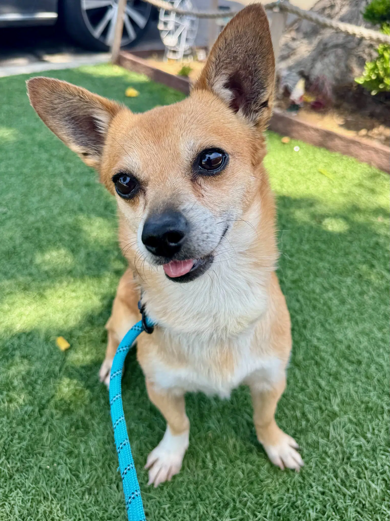 Billy Bob - Chihuahua