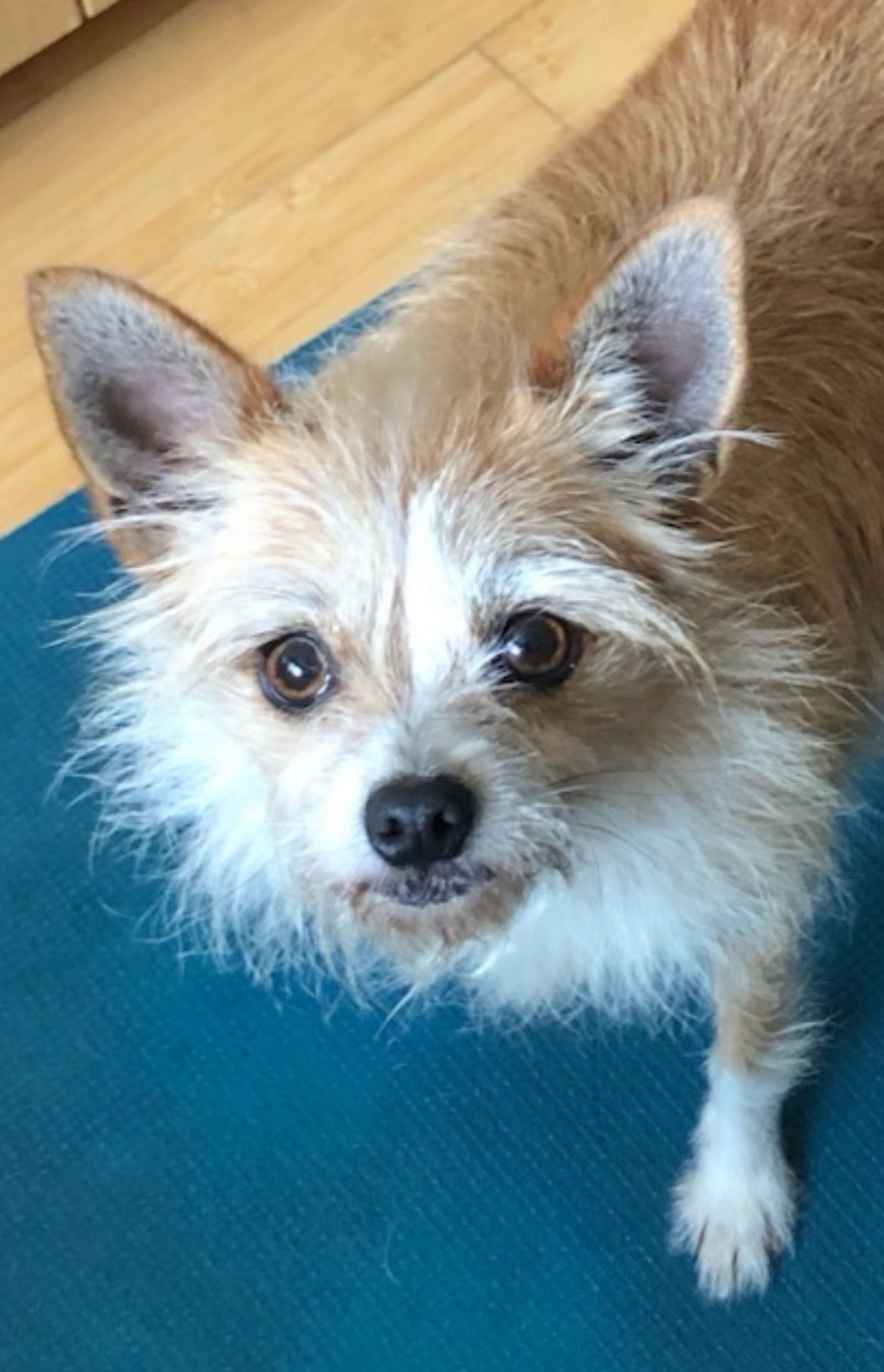 adoptable Dog in Costa Mesa, CA named Bindi