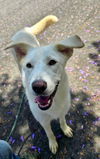 adoptable Dog in  named Snowy
