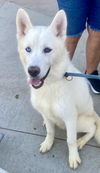 adoptable Dog in  named Viking