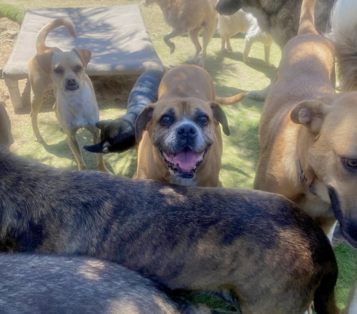 KESHA - Boxer available for adoption