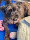 adoptable Dog in  named Handsome