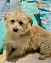 adoptable Dog in  named Popcorn