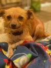 adoptable Dog in  named Cookie