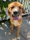 adoptable Dog in  named Henry