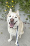 adoptable Dog in  named Jet