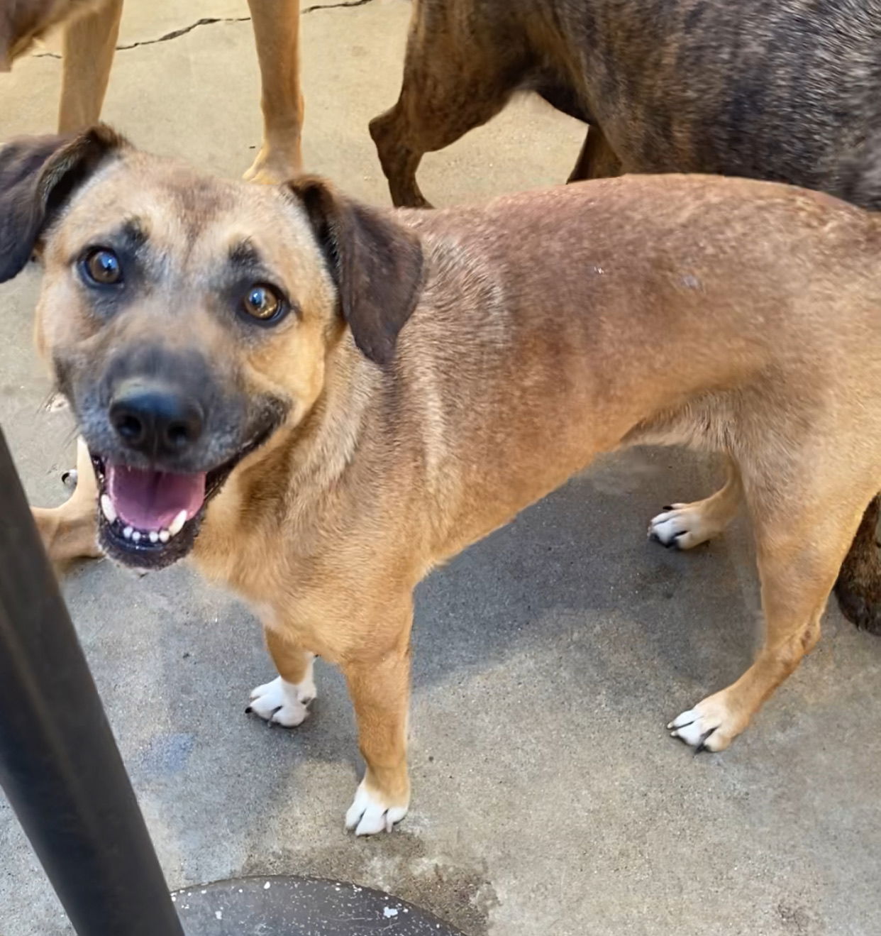 adoptable Dog in Newport Beach, CA named Bibi