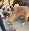 adoptable Dog in  named Bibi