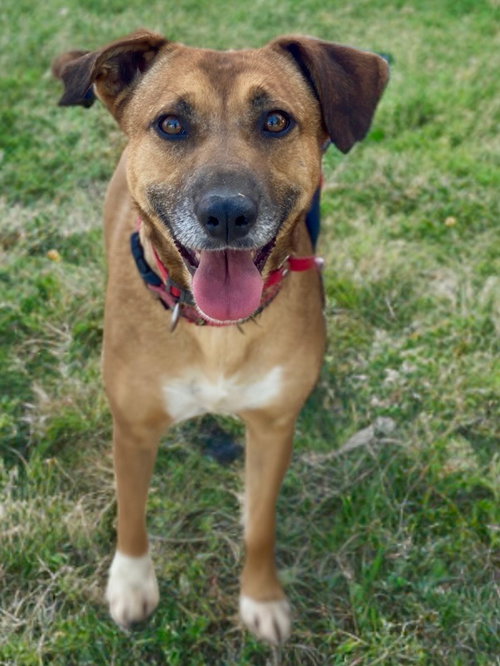 BIBI - Labrador Retriever available for adoption